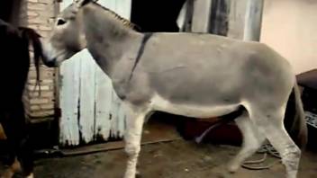 Bold donkey ventures to mate with the mare