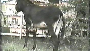 A donkey penetrates a tight guy's rectum and ejaculates inside him.