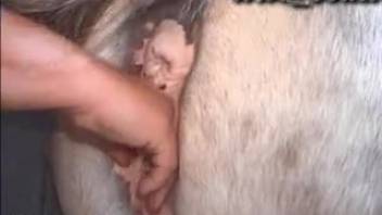 Masculine-looking mature woman stimulating horse's vagina prior to intercourse with a small horse