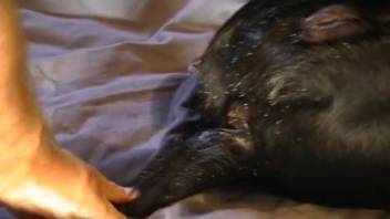 Ebony canine being slammed by a hot guy right here